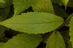 Wrinkleleaf goldenrod